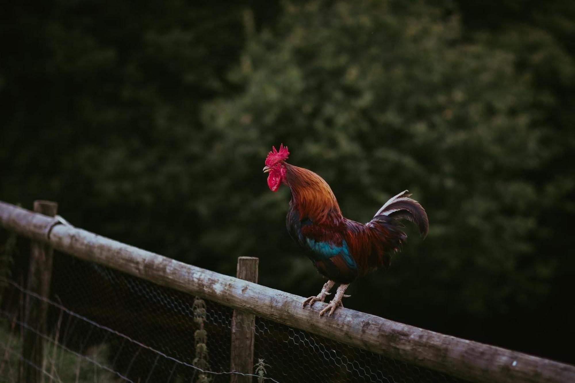 Gilfach Gower Farm Luxury Yurt With Hot Tub Hotel แอมมันฟอร์ด ภายนอก รูปภาพ